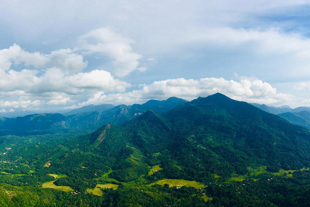 Sri Lanka’s Rubber Trees Dominate as Quality Latex Source
